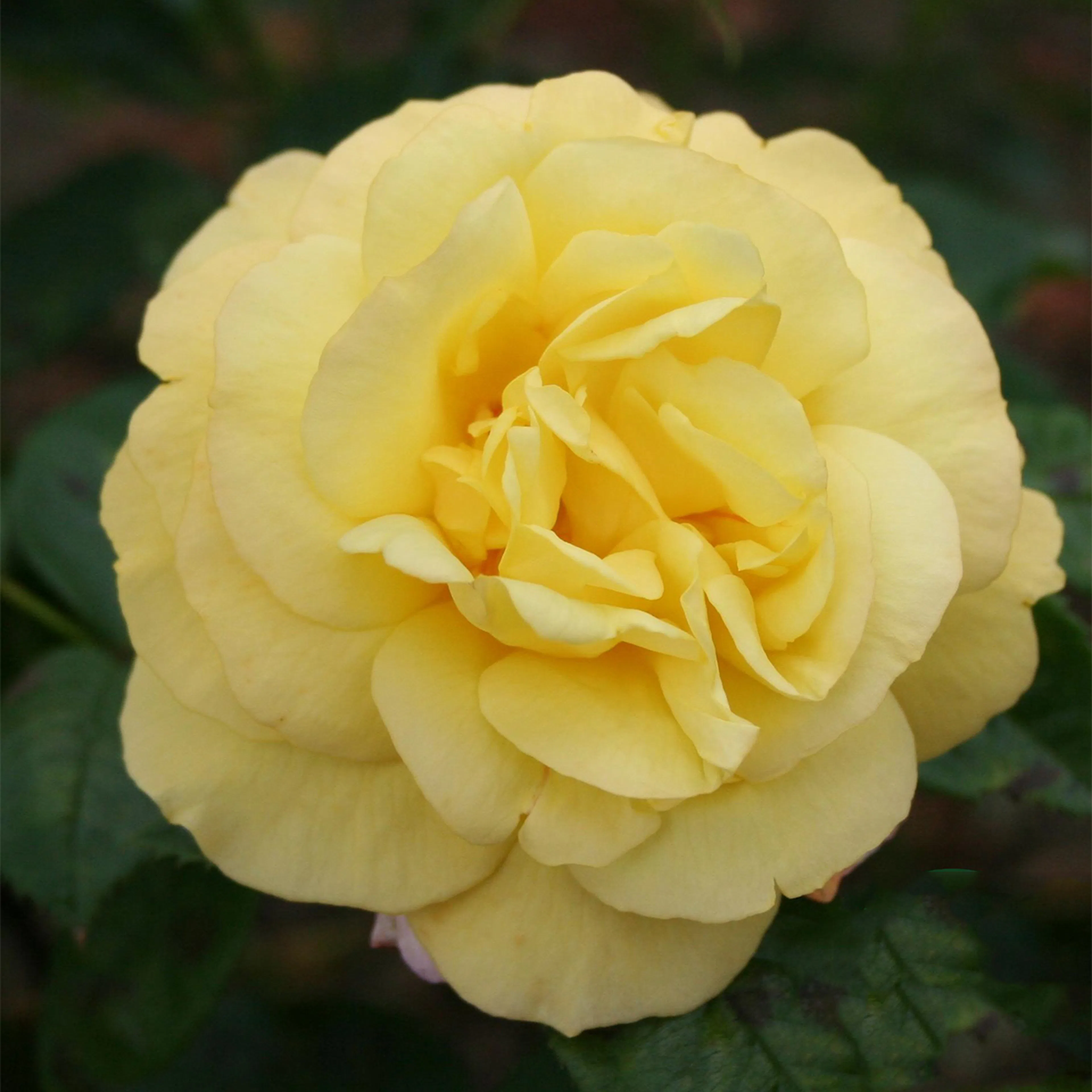 Rosa "China Town", 1-pack 1-pack