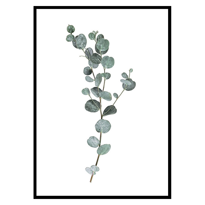 Poster Gallerix Eucalyptus No1