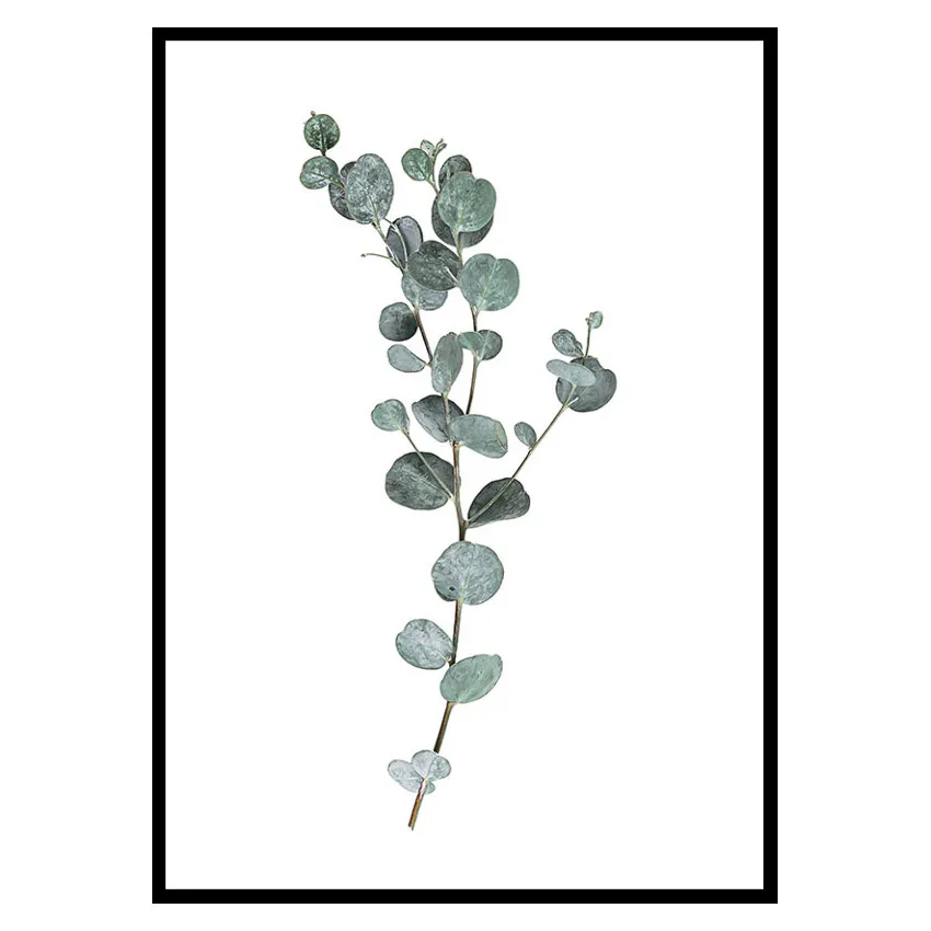 Poster Gallerix Eucalyptus No1