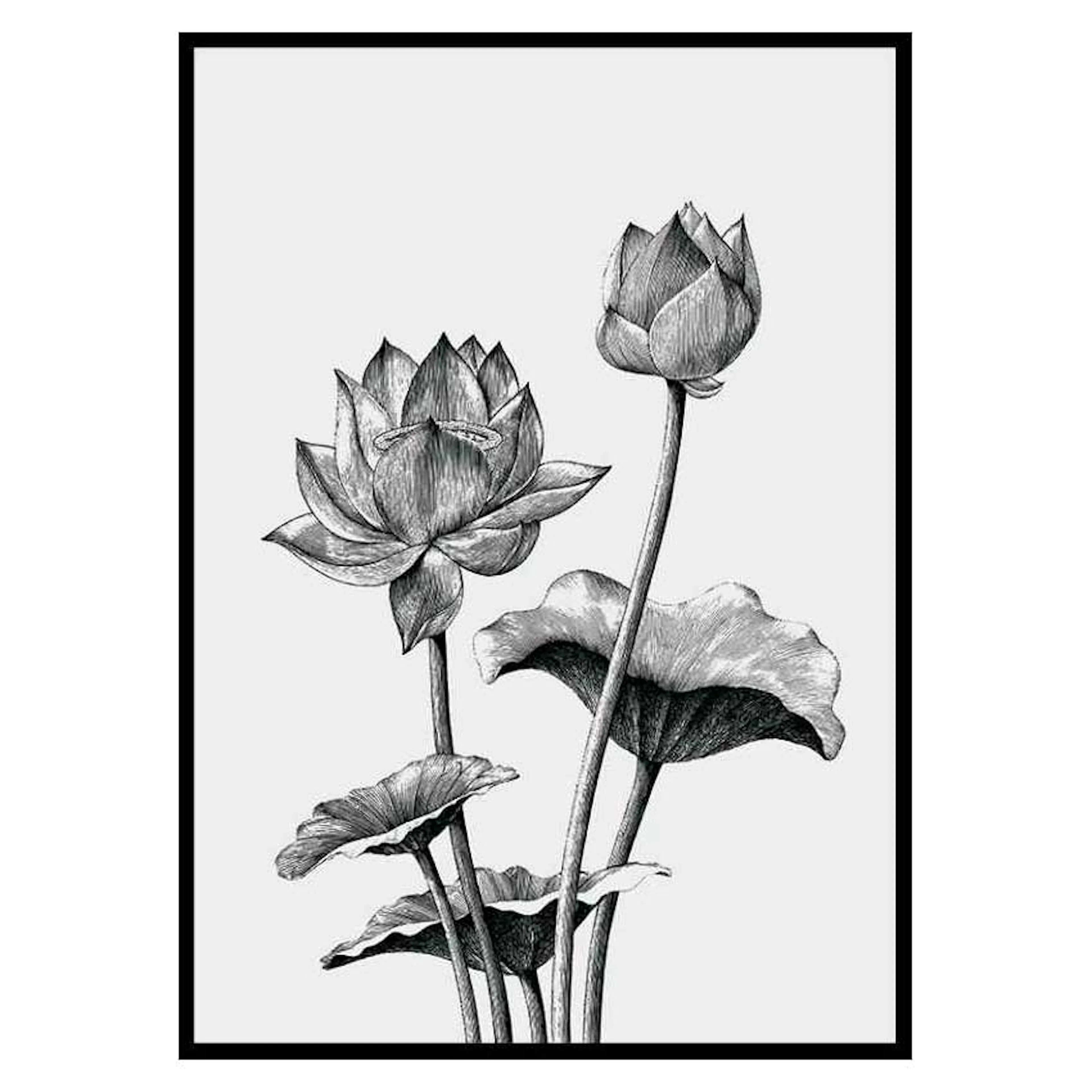 Poster Gallerix Sketched Flowers