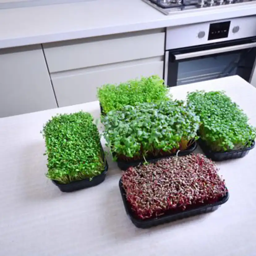 Odlingsmatta Turfquick Krasse