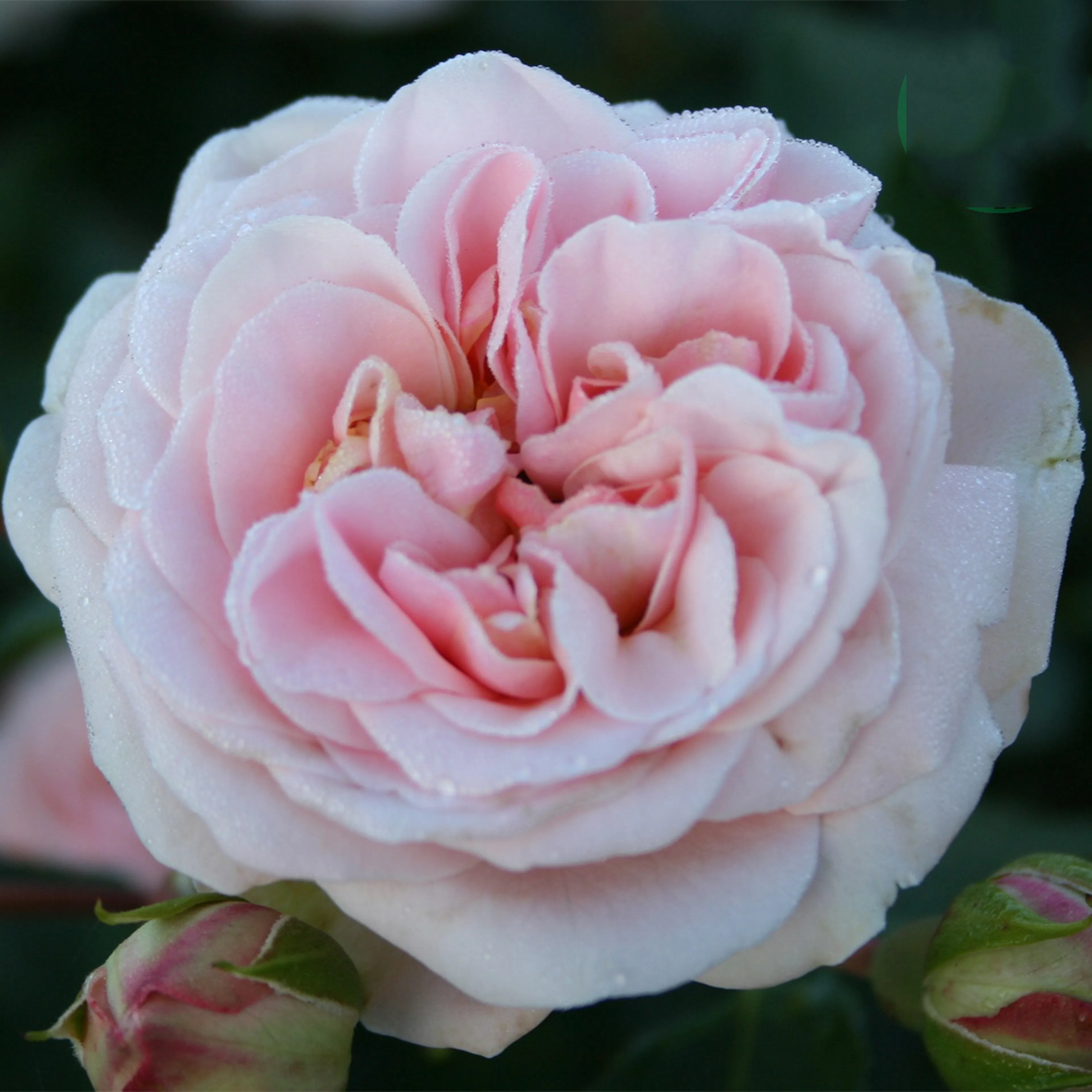 Rosa "Dronning Margrethe", 1-pack 1-pack