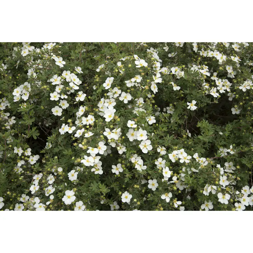 Planta Vit Ölandstok Omnia Garden 10-30cm Krukodlade