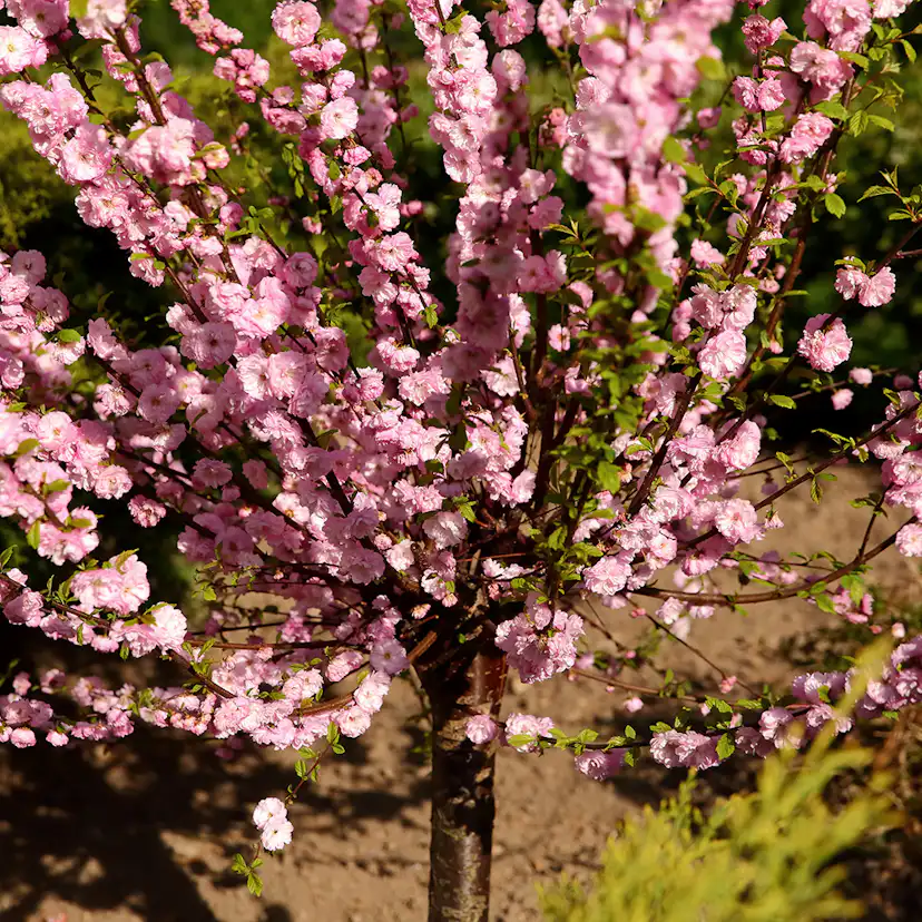 Prydnadsträd Rosenmandel Omnia Garden Rosa Blomning 100-120 cm med Grönt Lövverk