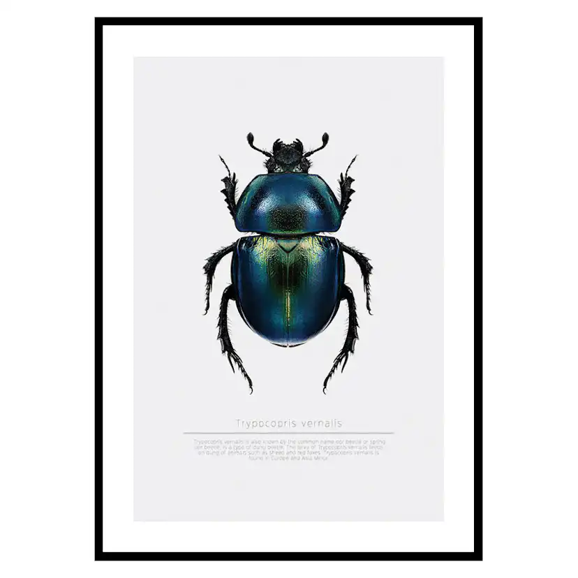 Poster Gallerix Beetle Display