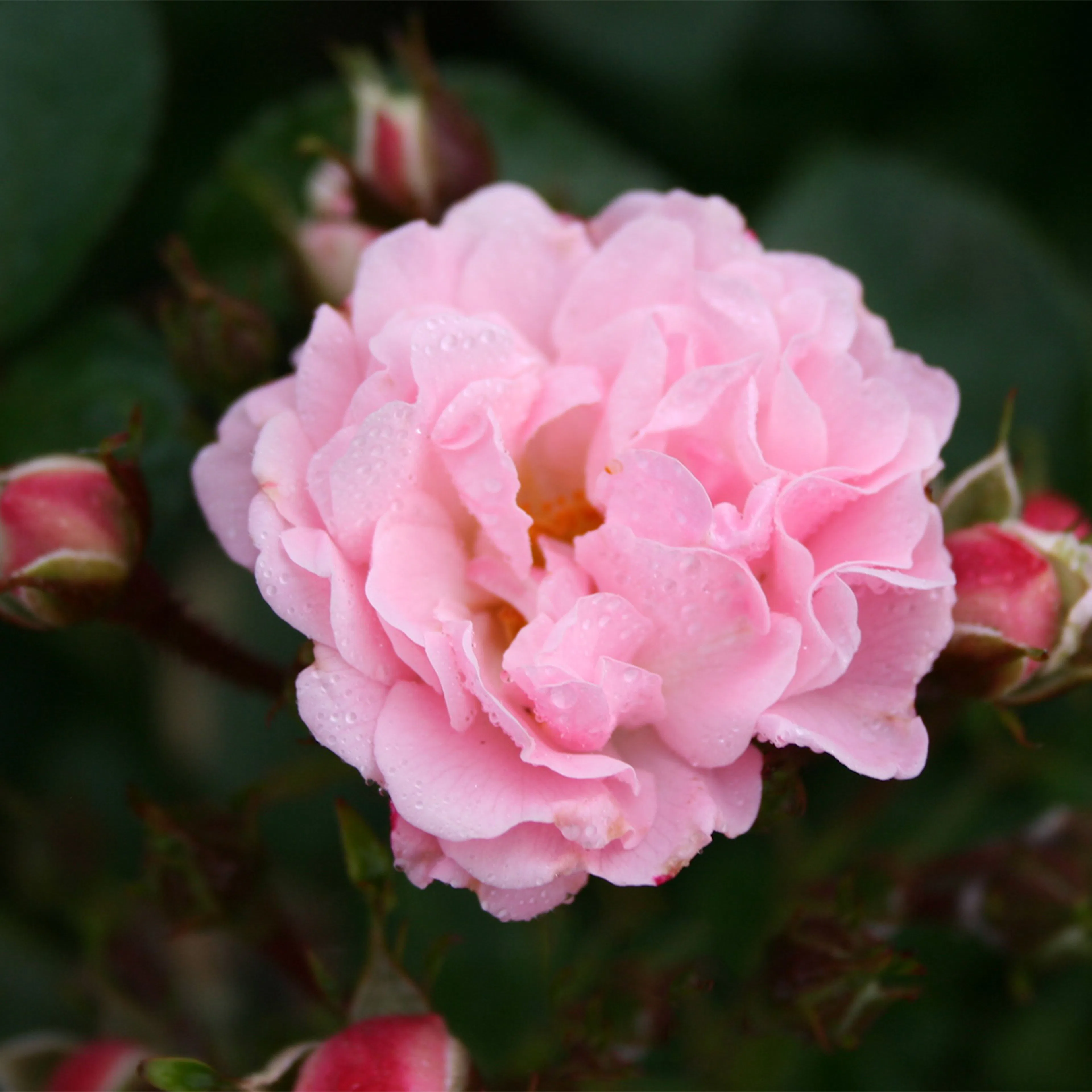 Rosa "Rosenholm", 1-pack 1-pack