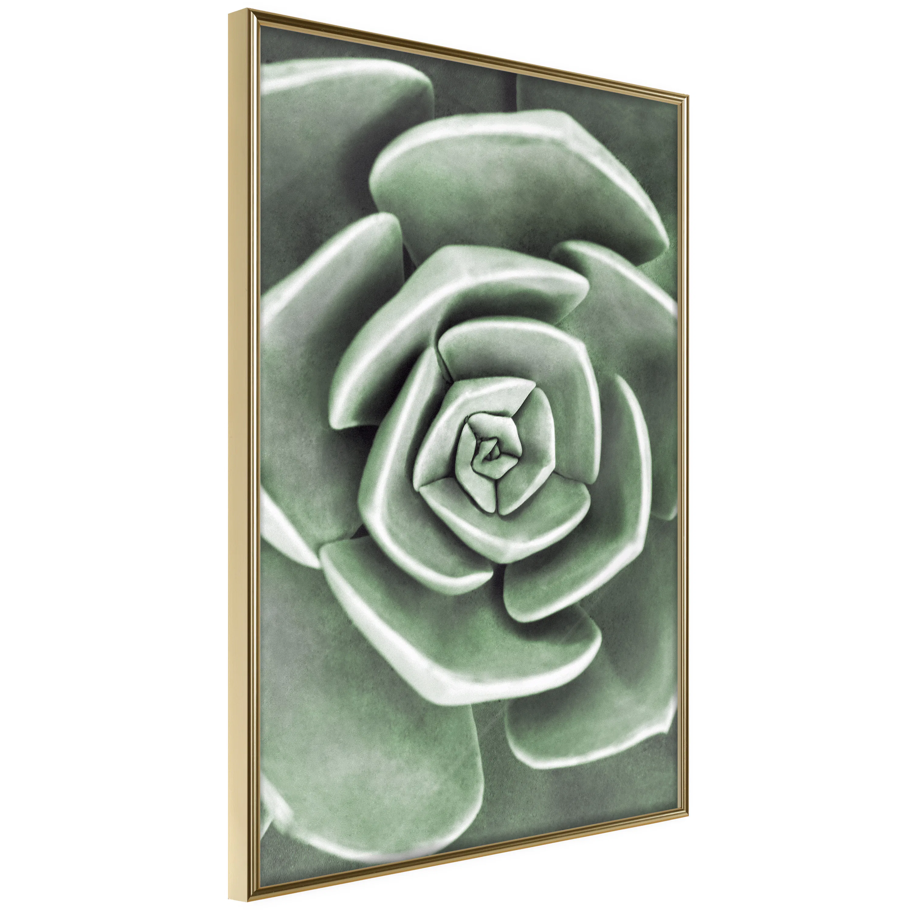 Poster Artgeist Affisch Beautiful Succulent