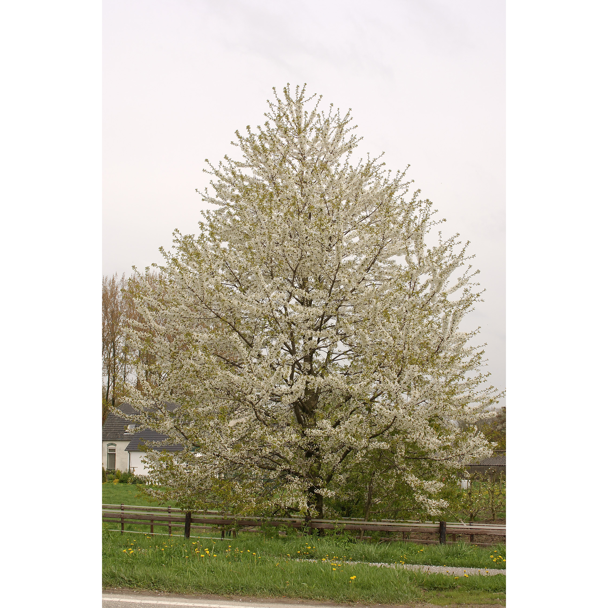 Högstamsträd Omnia Garden Sötkörsbär Fågelbär 300-400 cm