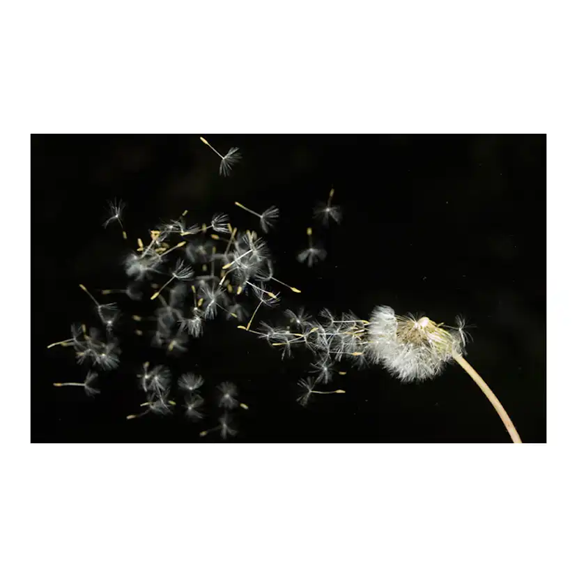 Fototapet Arkiio Maskros frön transporteras med vinden 450x270 cm