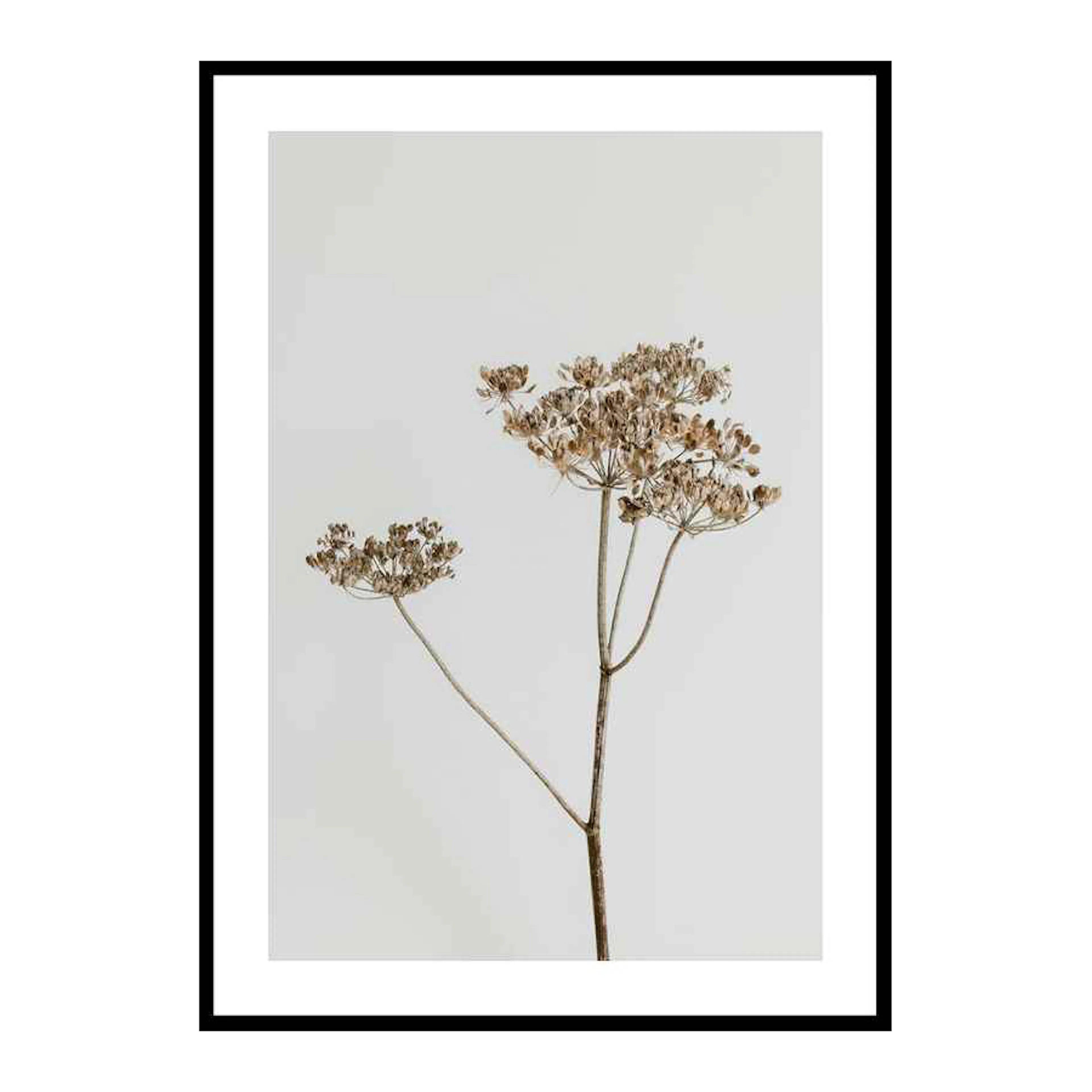 Single Dried Flower 70x100 cm