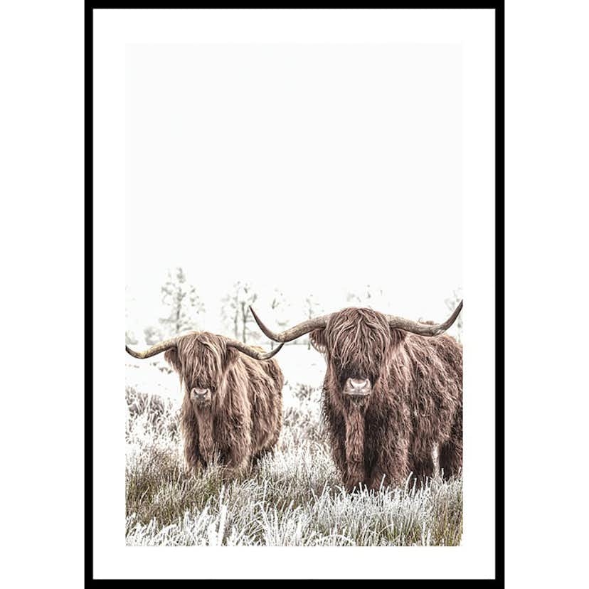 Poster Gallerix Scottish Highlanders No2