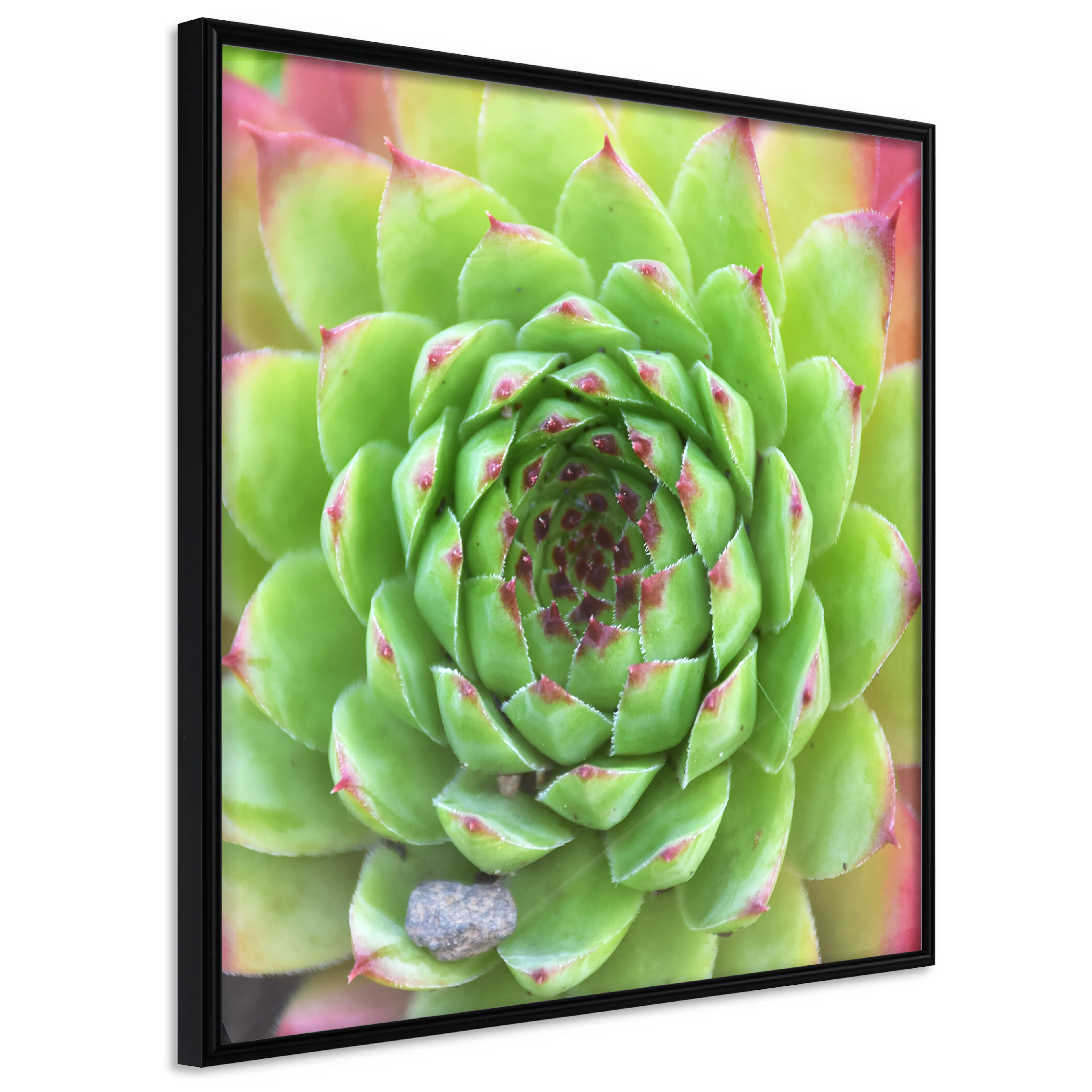 Affisch - Succulent (Square) [Poster] 20x20 Svart ram, 20x20 cm