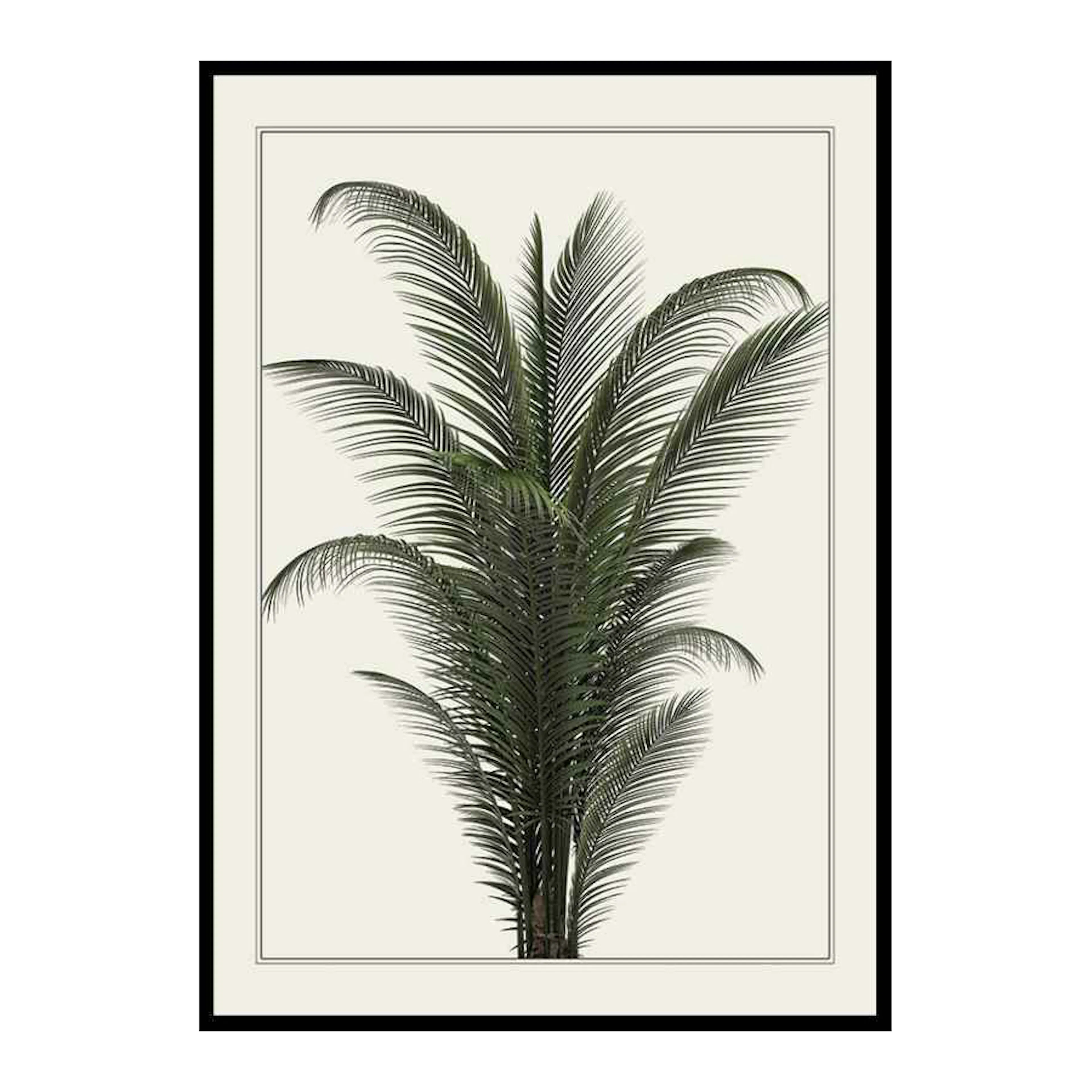 Poster Gallerix Palm Tree