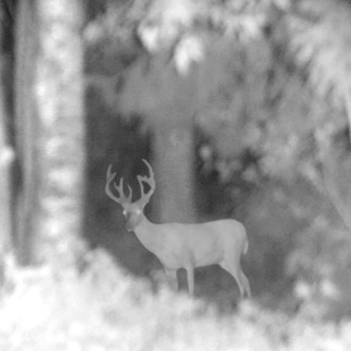 Nattkikare Trekker Elite