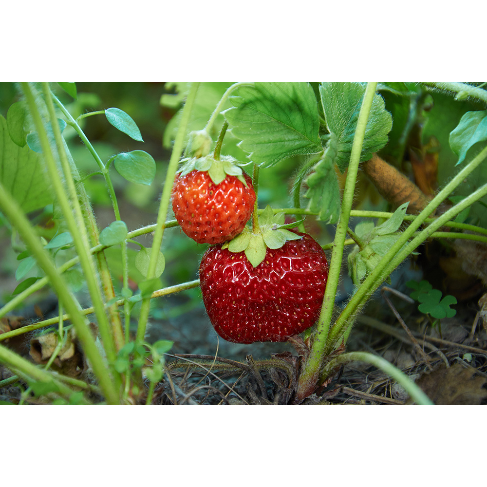 Jordgubbe Omnia Garden Fragaria Ananassa Malwina
