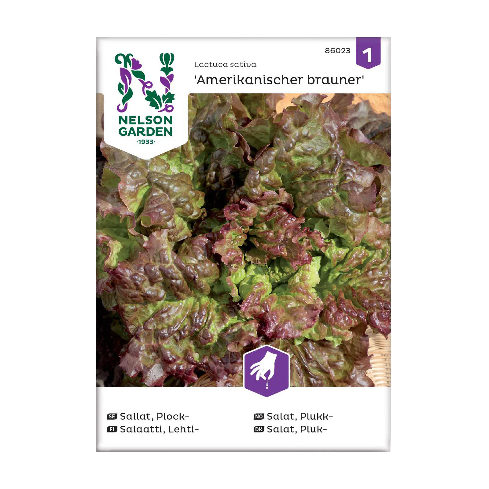 Frö Plocksallat Nelson Garden Amerikanischer brauner