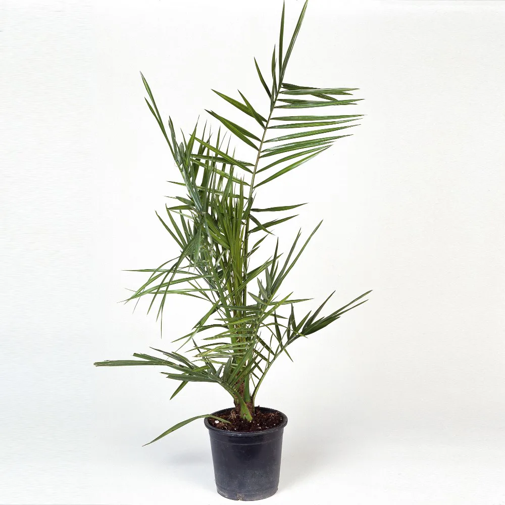 Dadelpalm Omnia Garden
