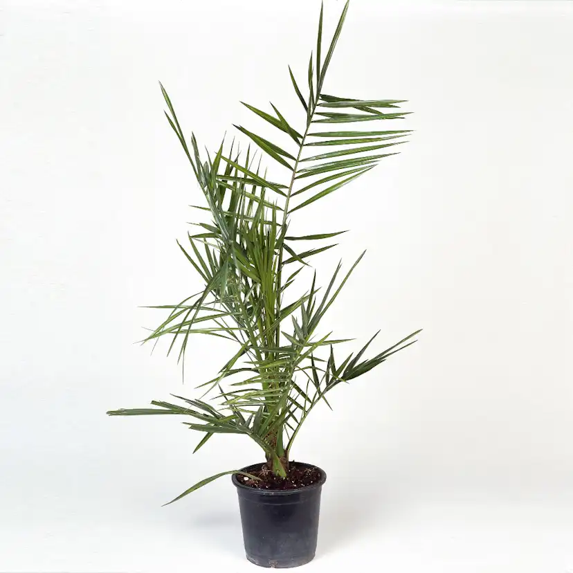 Dadelpalm Omnia Garden