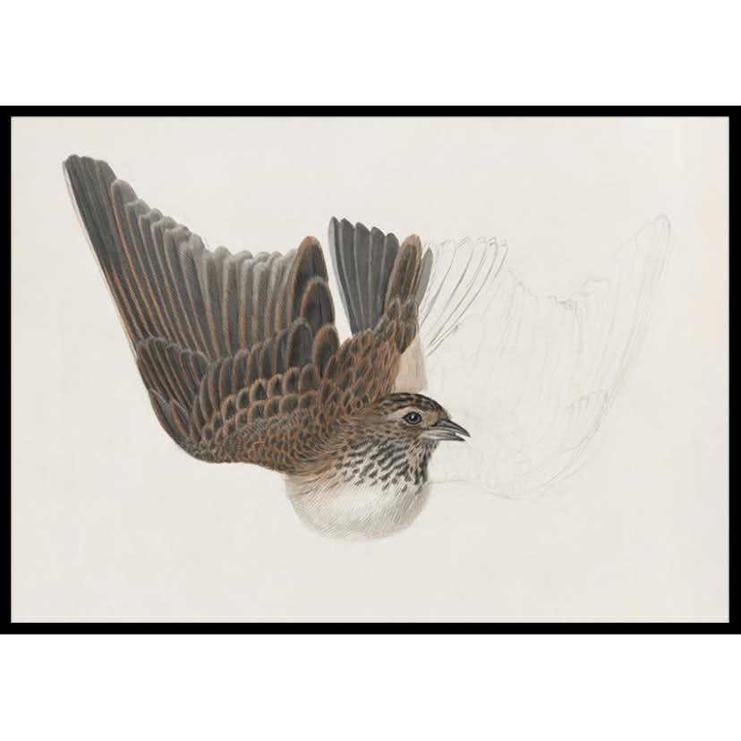 Poster Gallerix A Bird With Wings Spread By James Sowerby