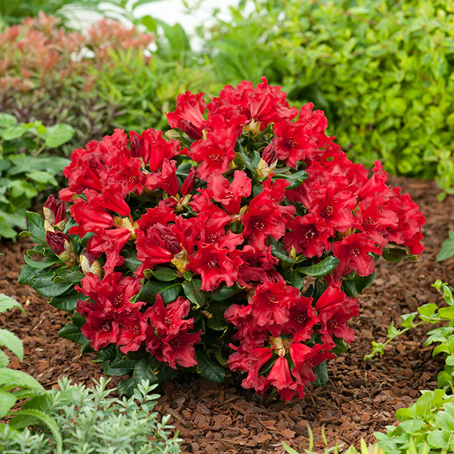 Rhododendron Omnia Garden Revalpros 15-20 cm