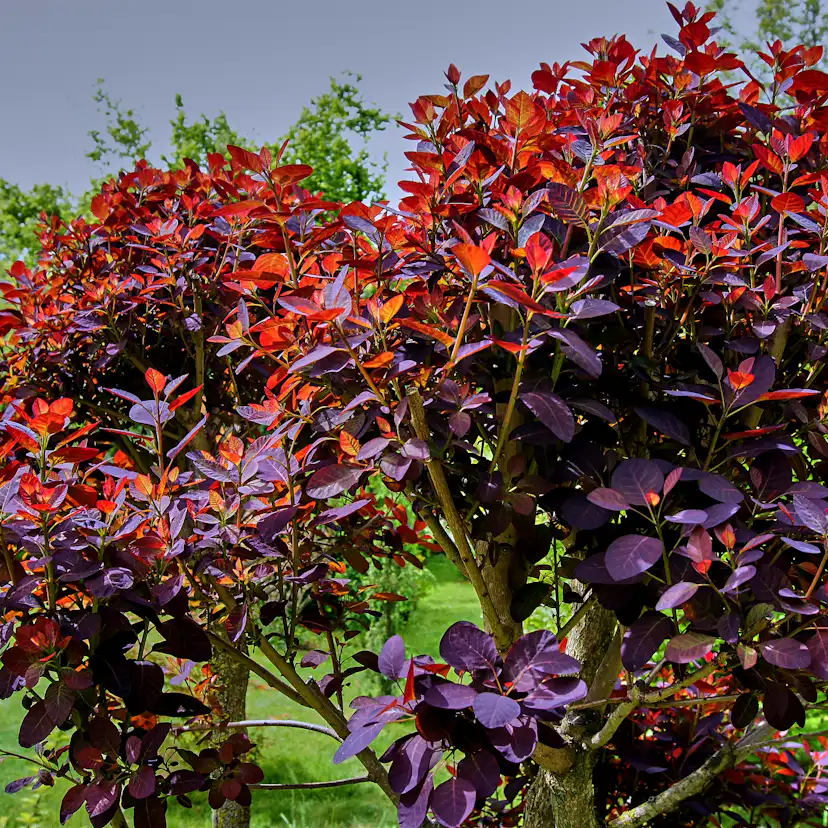 Perukbuske Omnia Garden Rödbladig Royal Purple