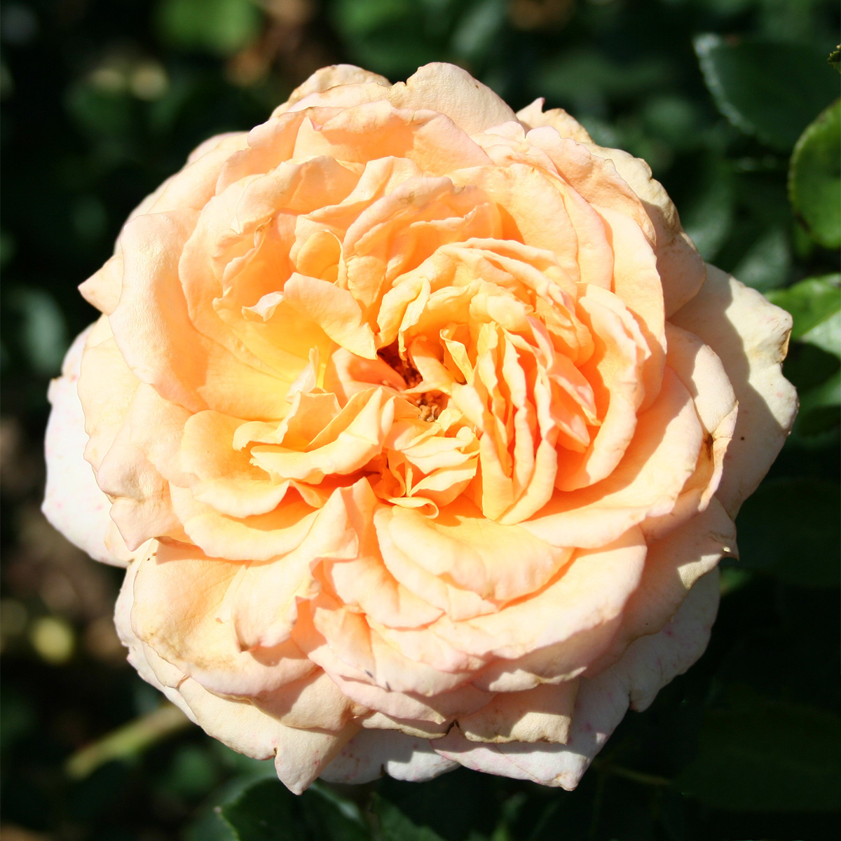 Storblommig Rabattros Omnia Garden Carl Nielsen