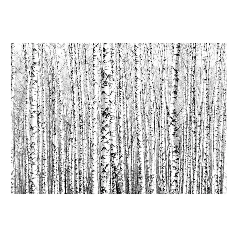 Fototapet Arkiio Birch Forest