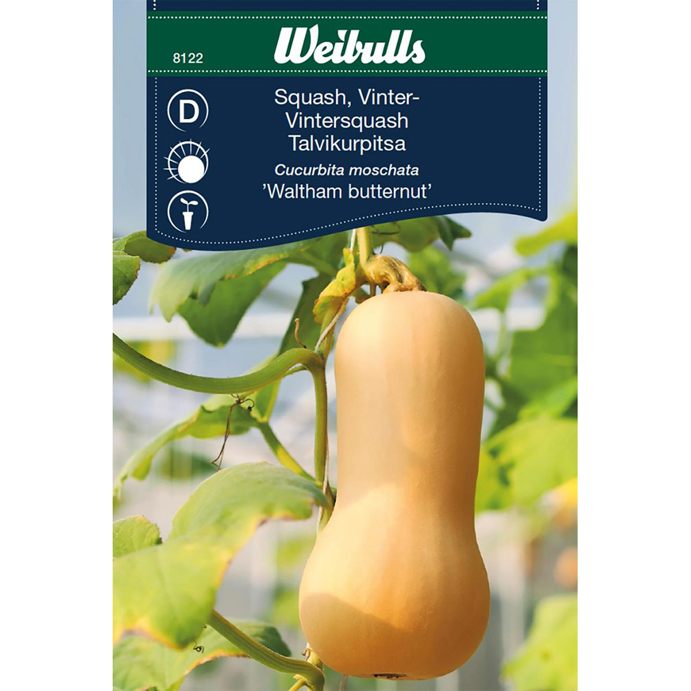 Frö Squash Weibulls Vinter