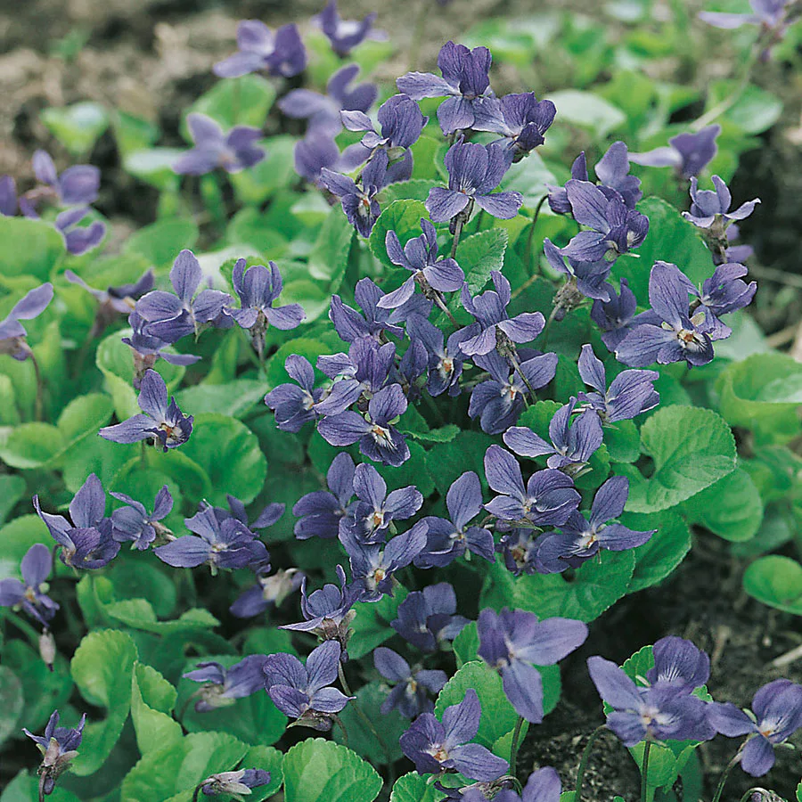 Planta Omnia Garden Luktviol Königin Charlotte