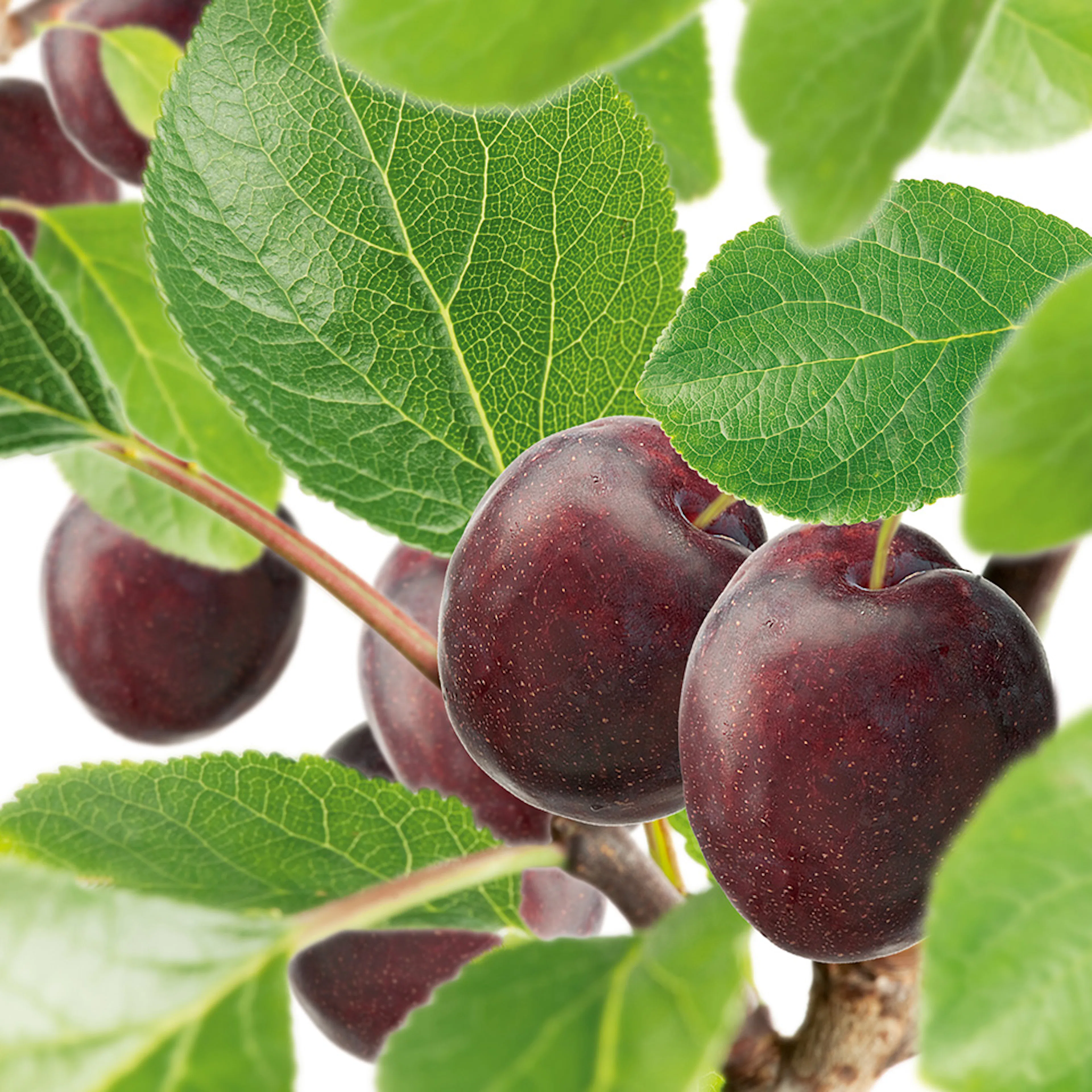 Plommonträd Omnia Garden Jubileum E