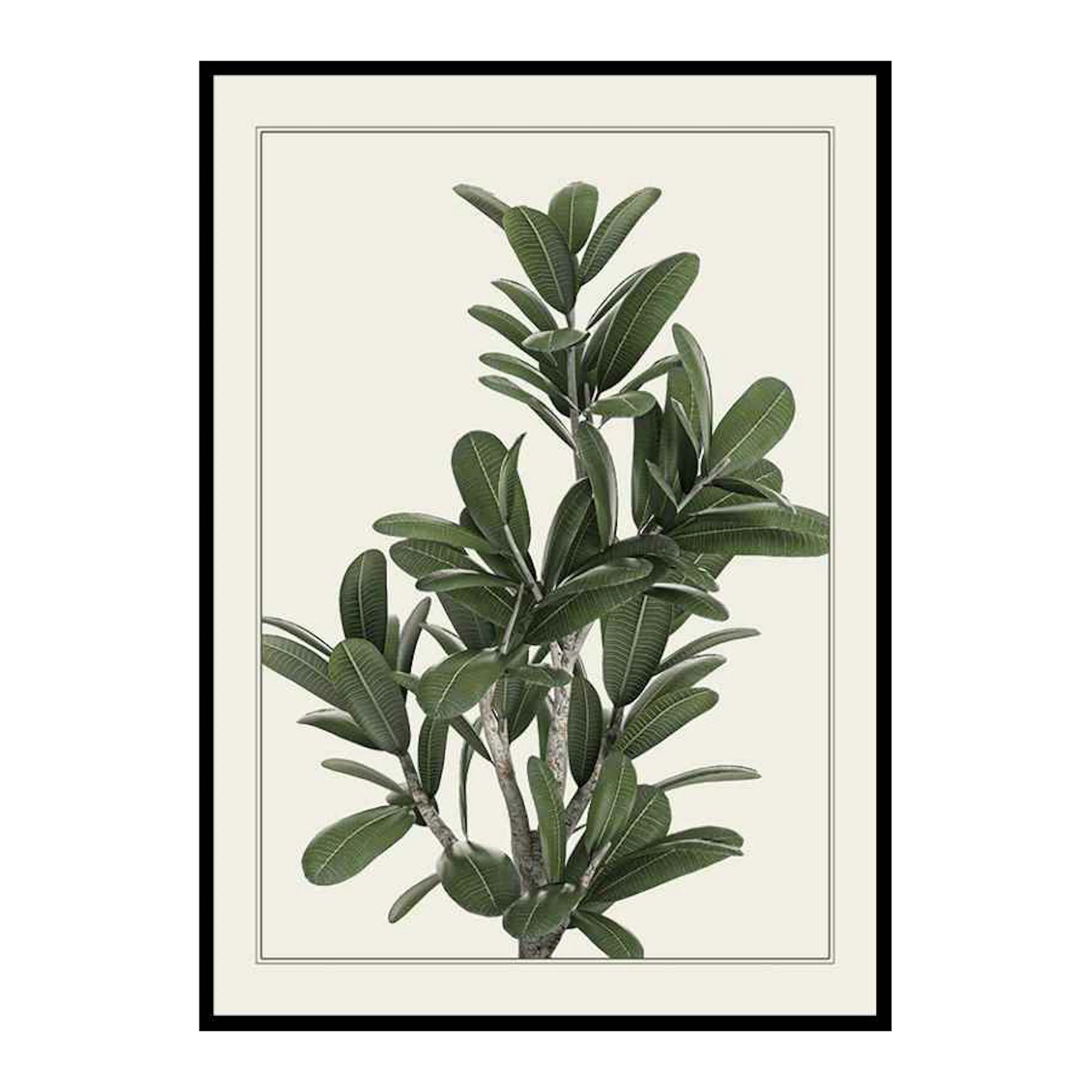 Poster Gallerix Frangipani