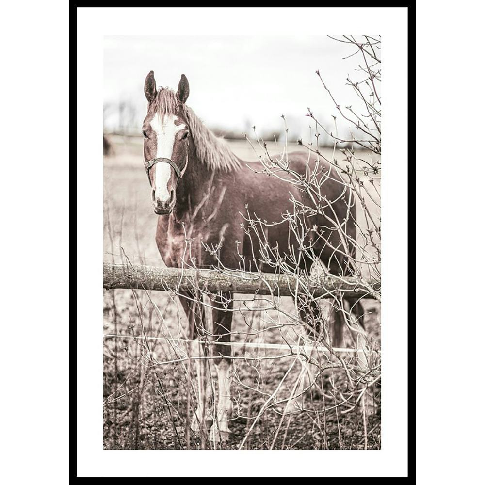 Poster Gallerix One Brown Horse