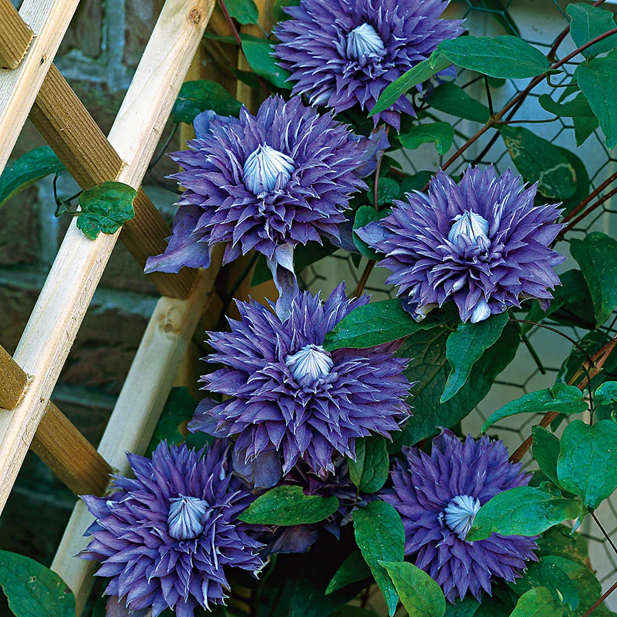 Klätterväxt Violettblå Patens Klematis Omnia Garden 40-60 cm