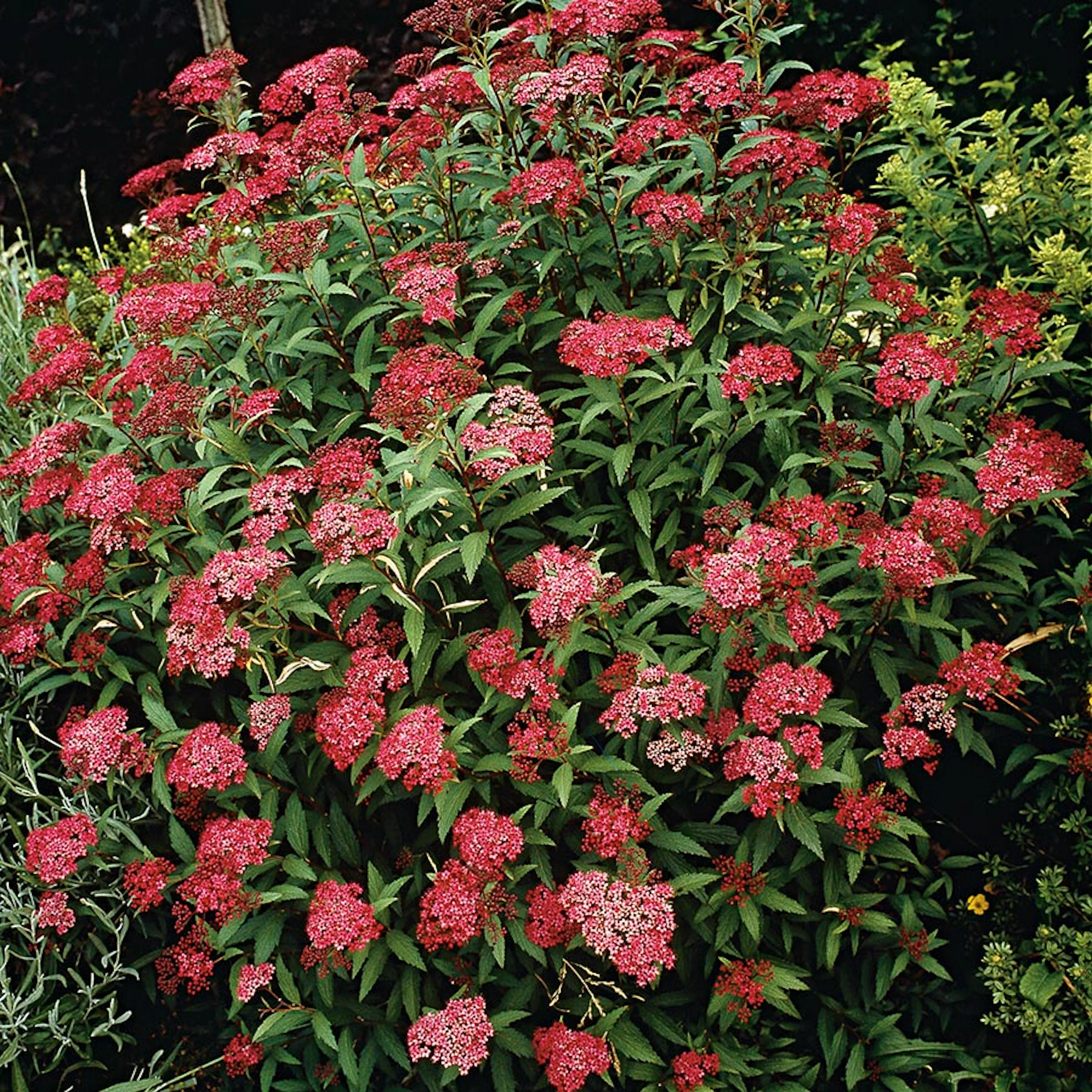 Prydnadsbuske Omnia Garden Rosenspirea Karminröd