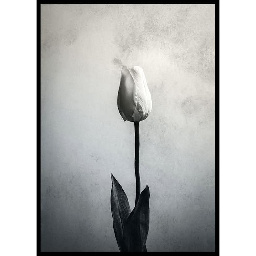 Poster Gallerix Serendipity