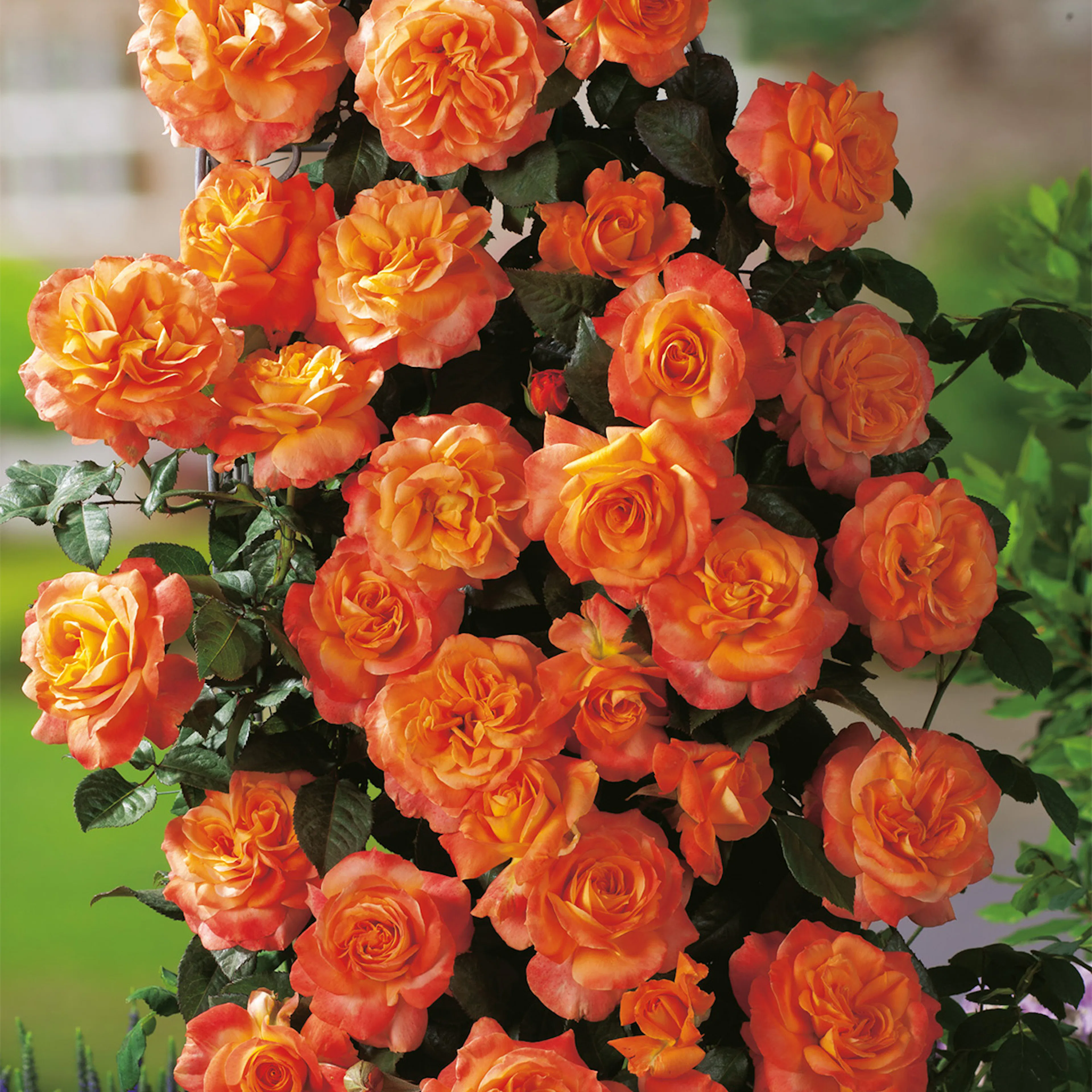 Rosa "Flora Danica", 10-pack 10-pack