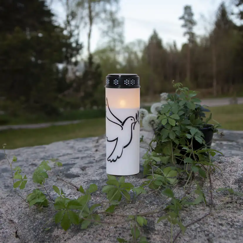 Gravljus Star Trading Dove