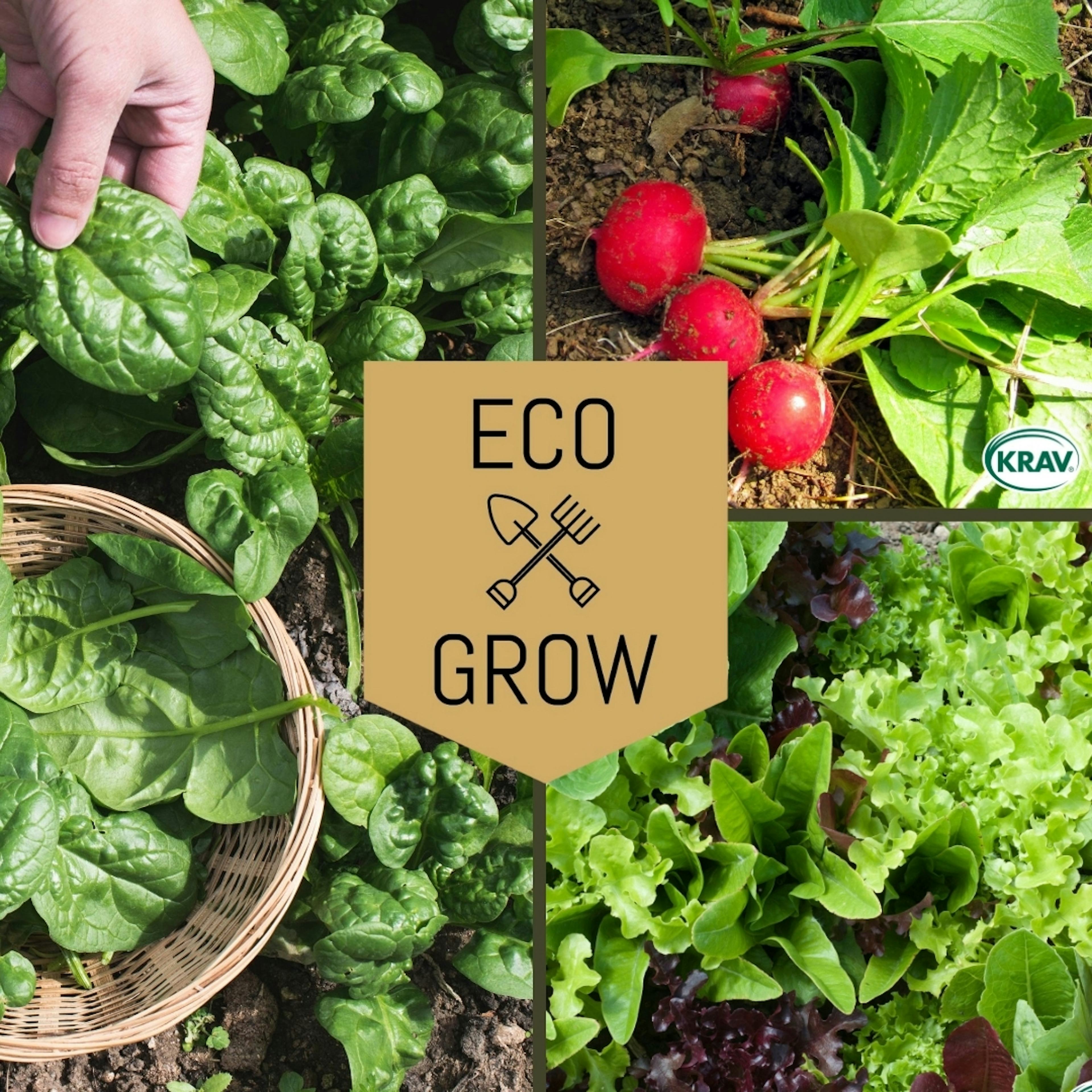 Grönsaksfröer Eco Grow Snabb Skörd Kit för Hemmaodling 3-pack