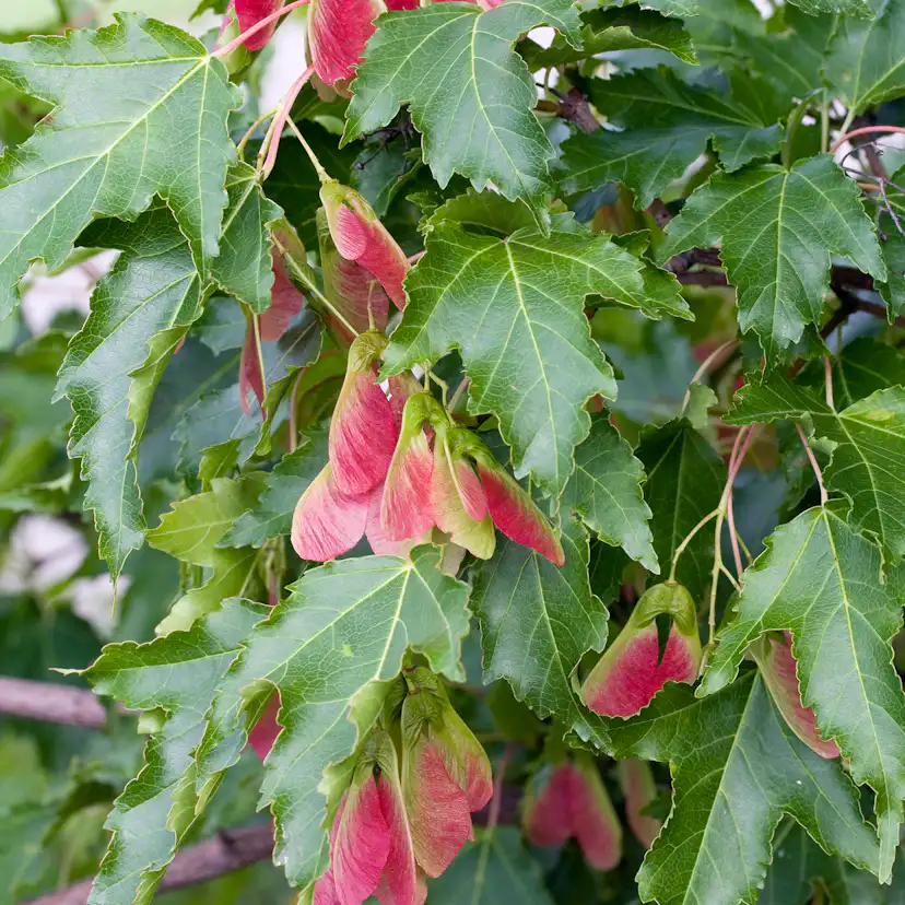 Lönn Omnia Garden Ginnala 50-80 cm