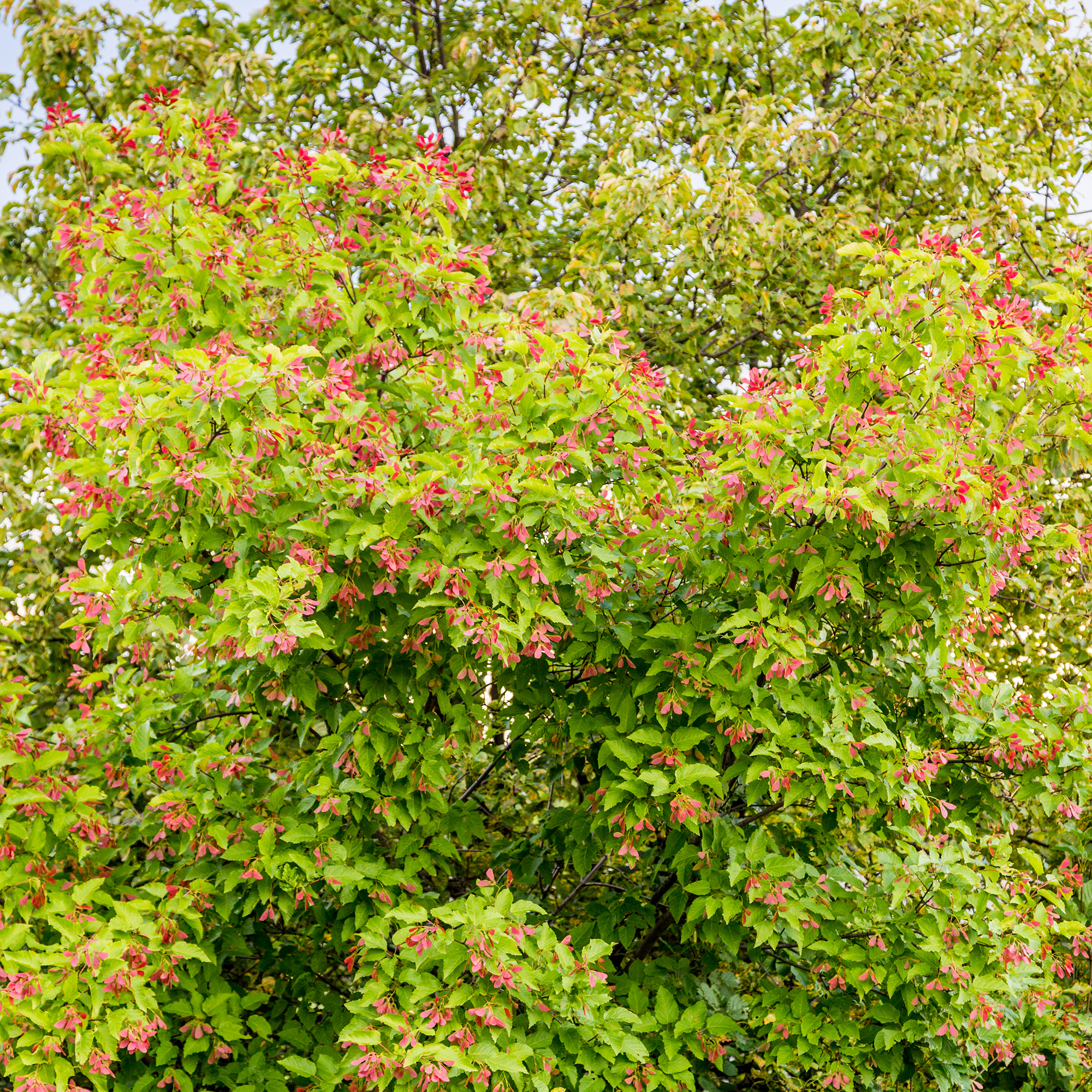 Lönn Omnia Garden Ginnala 50-80 cm