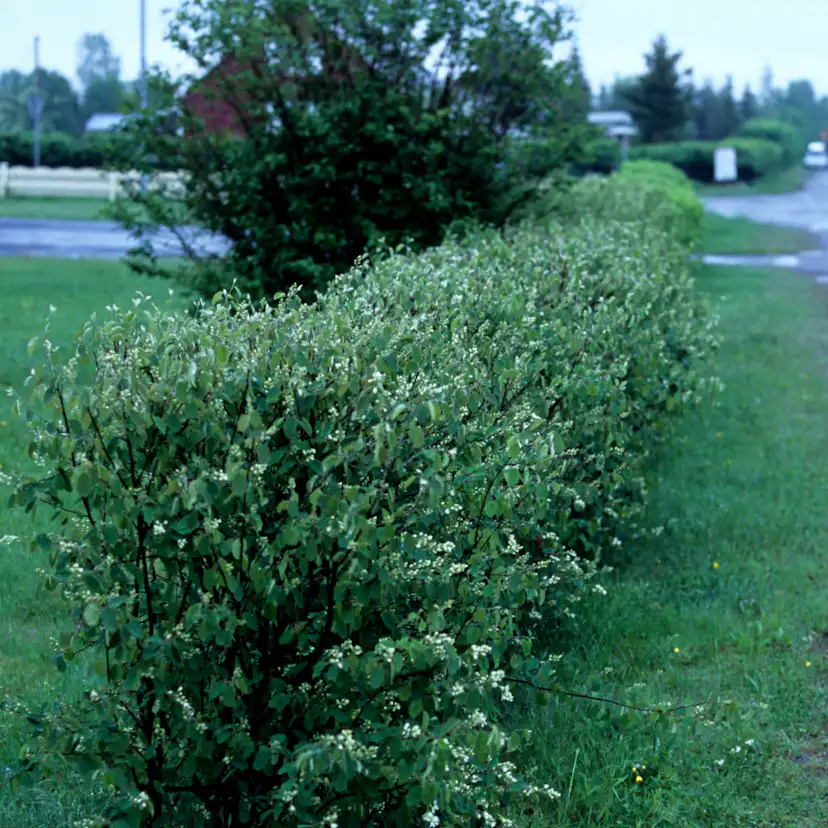 Buske Omnia Garden Häggmispel Amelanchier Spicata 50-80 cm