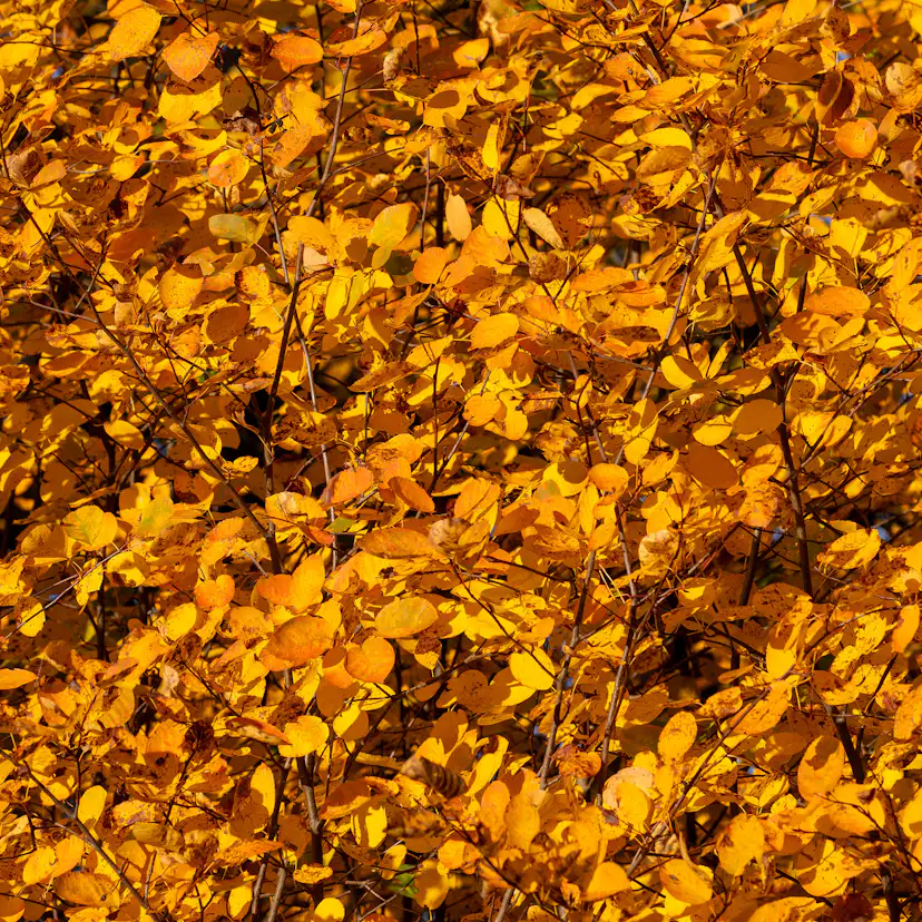 Buske Omnia Garden Häggmispel Amelanchier Spicata 50-80 cm