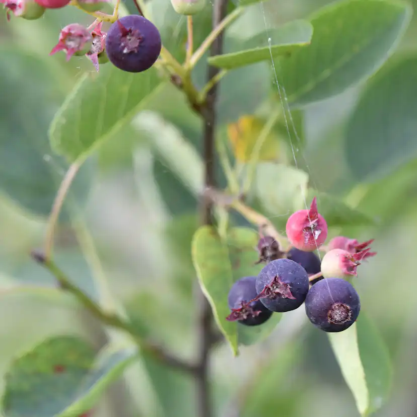 Buske Omnia Garden Häggmispel Amelanchier Spicata 50-80 cm