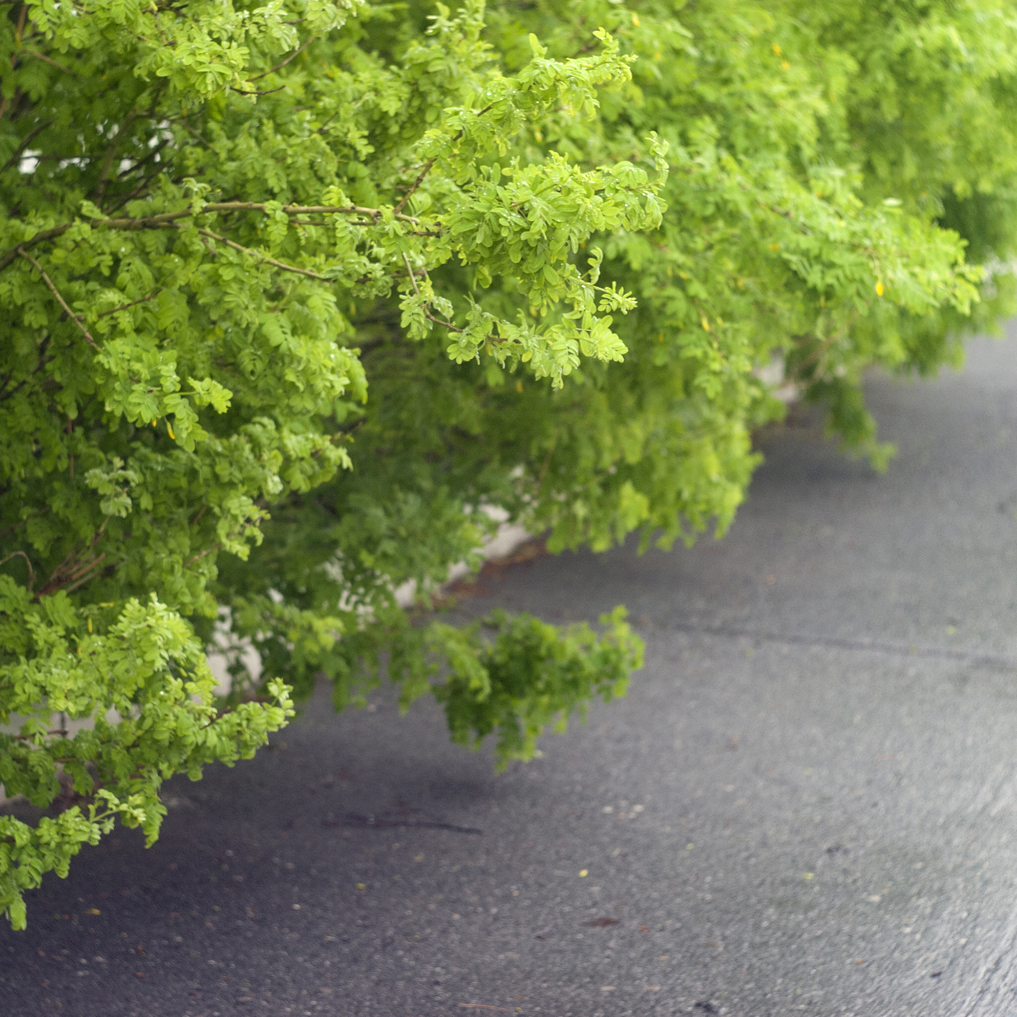 Häckkaragan Omnia Garden 40-65 cm