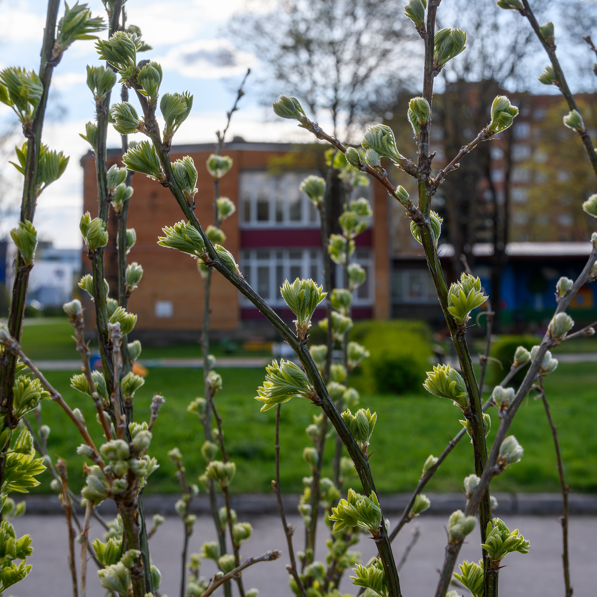 Häckkaragan Omnia Garden 40-65 cm