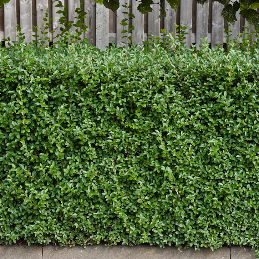 Häck Omnia Garden Dvärgliguster 20-30 cm