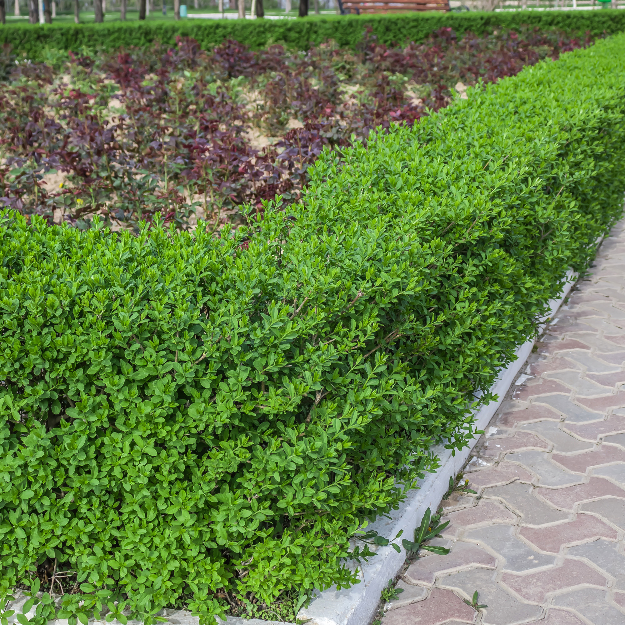 Häck Omnia Garden Dvärgliguster 20-30 cm