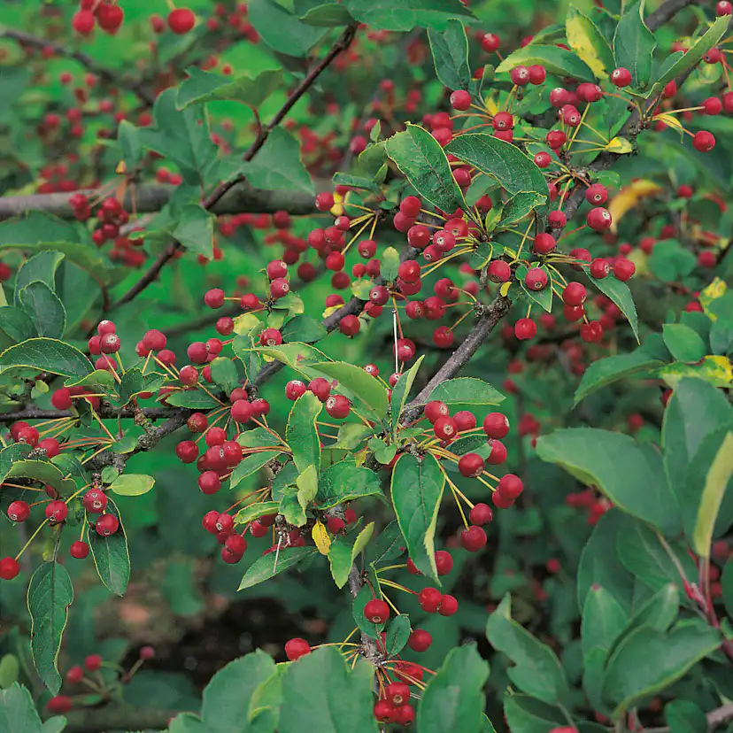 Häck Omnia Garden Bukettapel 30-50 cm