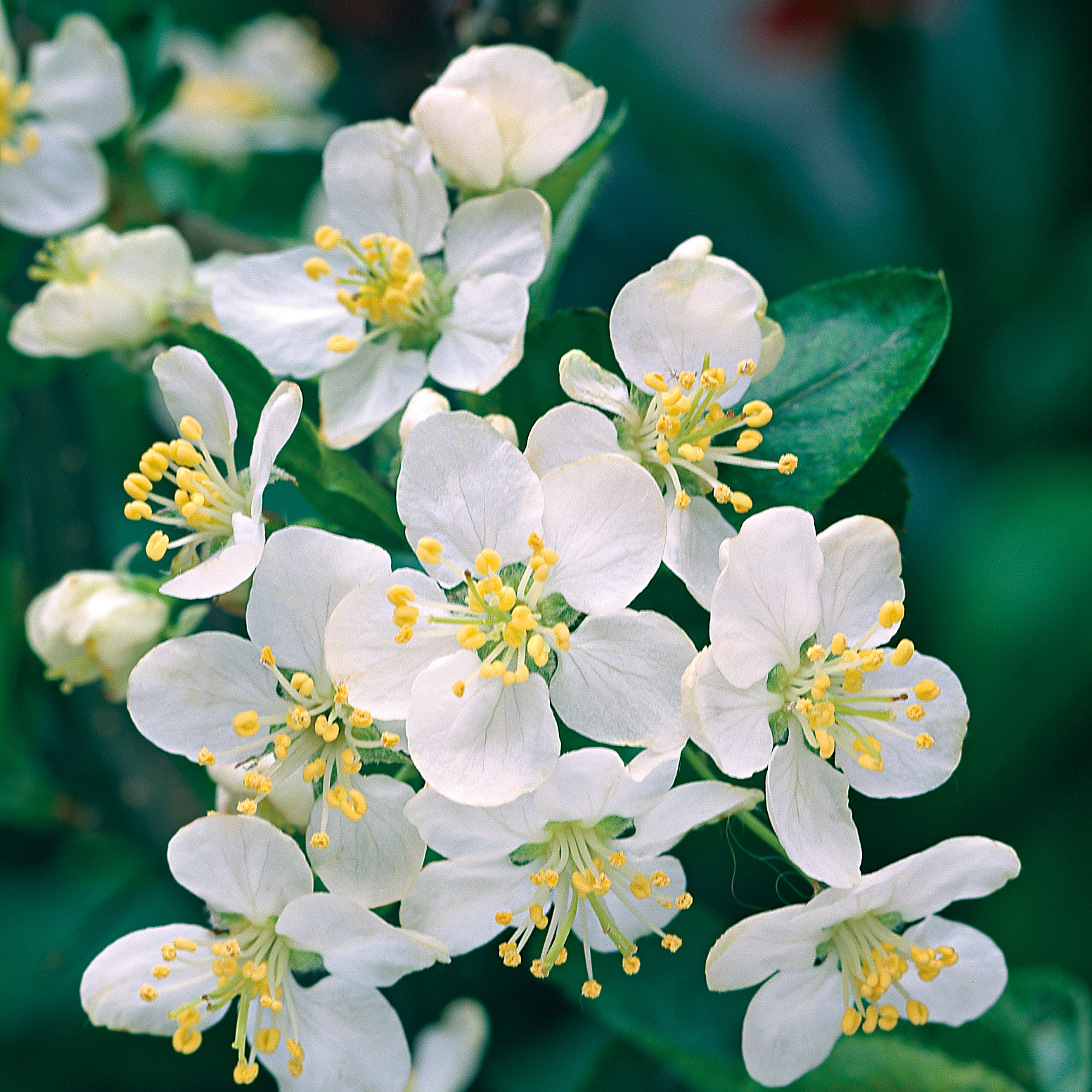 Häck Omnia Garden Bukettapel 30-50 cm