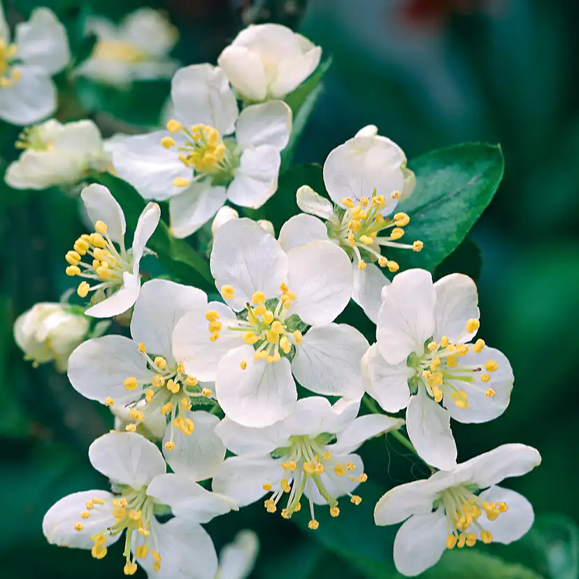 Häck Omnia Garden Bukettapel 30-50 cm